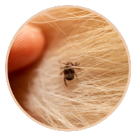Pluck Ticks Properly