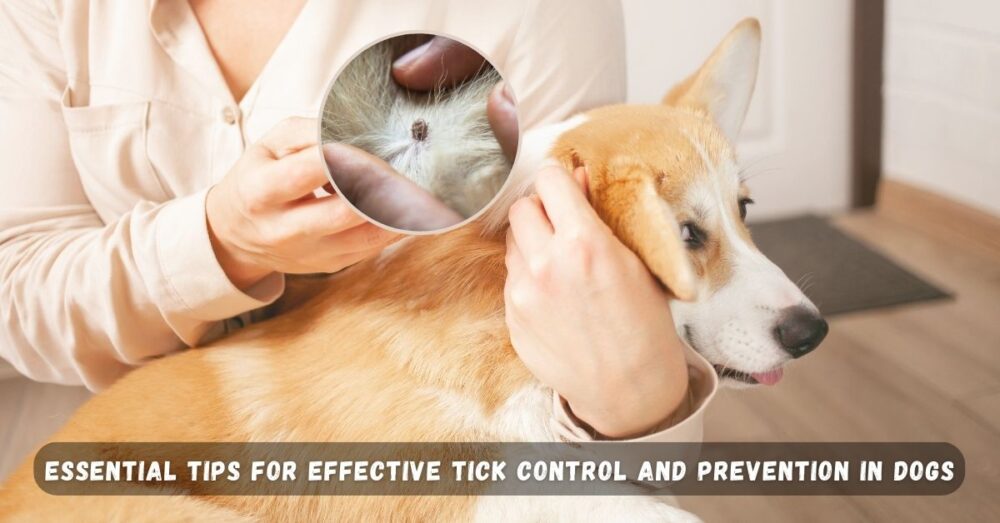 Tips for Effective Tick Control and Prevention in Dogs